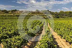 Typical vineyard near Vacqueyras, Cotes du Rhone, France