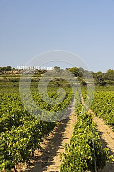 Typical vineyard near Vacqueyras, Cotes du Rhone, France