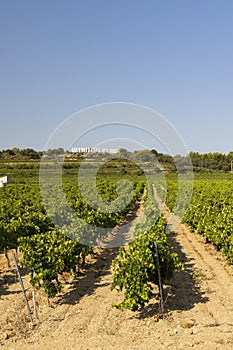 Typical vineyard near Vacqueyras, Cotes du Rhone, France