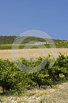 Typical vineyard near Vinsobres, Cotes du Rhone, France