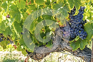 Typical vineyard near Vinsobres, Cotes du Rhone, France