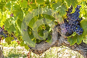 Typical vineyard near Vinsobres, Cotes du Rhone, France