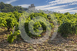 Typical vineyard with stones near Chateauneuf-du-Pape, Cotes du Rhone, France