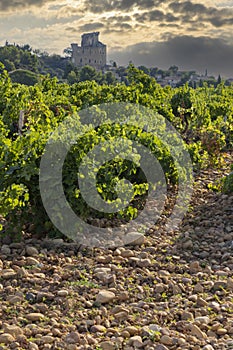 Typical vineyard with stones near Chateauneuf-du-Pape, Cotes du Rhone, France