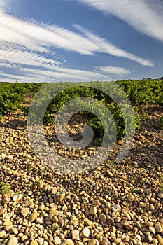 Typical vineyard with stones near Chateauneuf-du-Pape, Cotes du Rhone, France