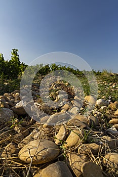 Typical vineyard with stones near Chateauneuf-du-Pape, Cotes du Rhone, France