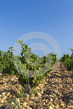 Typical vineyard with stones near Chateauneuf-du-Pape, Cotes du Rhone, France