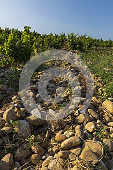 Typical vineyard with stones near Chateauneuf-du-Pape, Cotes du Rhone, France