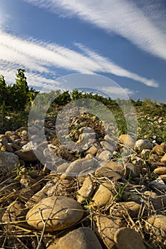 Typical vineyard with stones near Chateauneuf-du-Pape, Cotes du Rhone, France