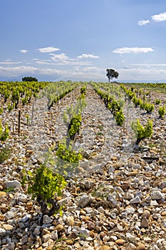 Typical vineyard with stones near Chateauneuf-du-Pape, Cotes du Rhone, France