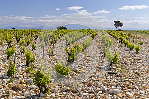 Typical vineyard with stones near Chateauneuf-du-Pape, Cotes du Rhone, France