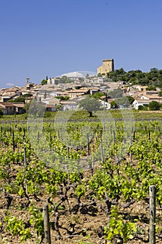 Typical vineyard with stones near Chateauneuf-du-Pape, Cotes du Rhone, France