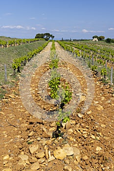 Typical vineyard with stones near Chateauneuf-du-Pape, Cotes du Rhone, France