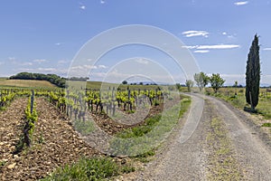 Typical vineyard with stones near Chateauneuf-du-Pape, Cotes du Rhone, France