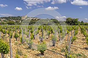 Typical vineyard with stones near Chateauneuf-du-Pape, Cotes du Rhone, France