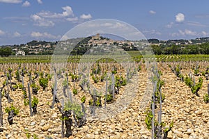 Typical vineyard with stones near Chateauneuf-du-Pape, Cotes du Rhone, France