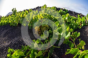 Typical vineyards on black lava soil. Grape variety Malvasia close-up.