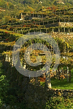 Typical vineyards of the Canavese in Italy photo