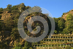 Typical vineyards of the Canavese in Italy photo