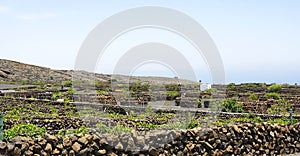 Typical vineyards in La Geria, Lanzarote