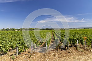 Typical vineyards near Aloxe-Corton, Cote de Nuits, Burgundy, France photo