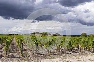 Typical vineyards near Chateau d Yquem, Sauternes, Bordeaux, Aquitaine, France