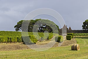 Typical vineyards near Chateau d Yquem, Sauternes, Bordeaux, Aquitaine, France