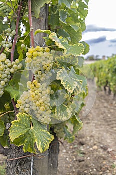 Typical vineyards near Chateau d Yquem, Sauternes, Bordeaux, Aquitaine, France