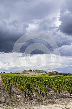 Typical vineyards near Chateau d Yquem, Sauternes, Bordeaux, Aquitaine, France