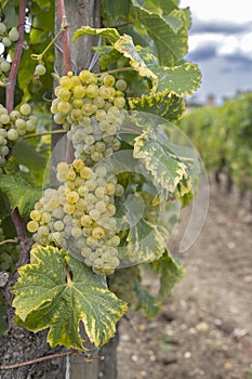 Typical vineyards near Chateau d Yquem, Sauternes, Bordeaux, Aquitaine, France