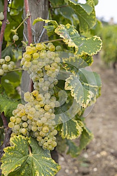 Typical vineyards near Chateau d Yquem, Sauternes, Bordeaux, Aquitaine, France