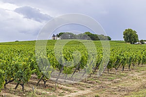 Typical vineyards near Chateau d Yquem, Sauternes, Bordeaux, Aquitaine, France