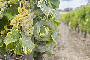 Typical vineyards near Chateau d Yquem, Sauternes, Bordeaux, Aquitaine, France