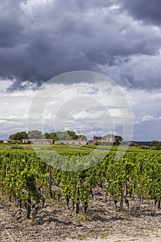 Typical vineyards near Chateau d Yquem, Sauternes, Bordeaux, Aquitaine, France photo