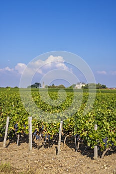 Typical vineyards near Chateau la Tour de By, Bordeaux, Aquitaine, France photo
