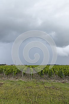 Typical vineyards near Chateau Lagrange, Bordeaux, Aquitaine, France