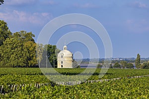Typical vineyards near Chateau Latour, Bordeaux, Aquitaine, France photo