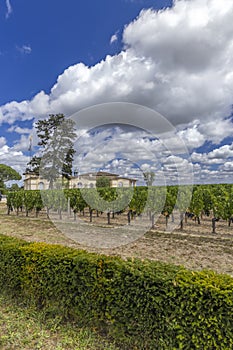 Typical vineyards near Chateau Petrus, Pomerol, Aquitaine, France