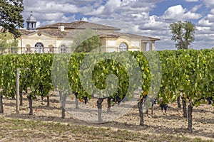 Typical vineyards near Chateau Petrus, Pomerol, Aquitaine, France