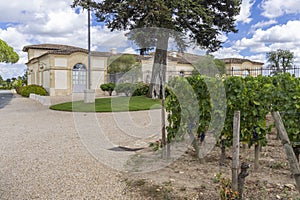 Typical vineyards near Chateau Petrus, Pomerol, Aquitaine, France