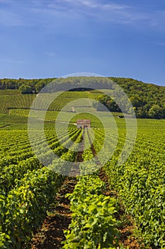 Typical vineyards near Clos de Vougeot, Cote de Nuits, Burgundy, France