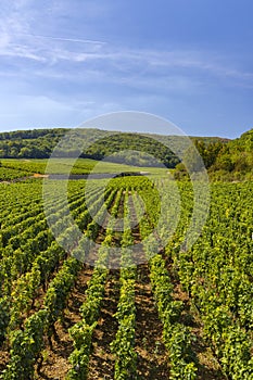 Typical vineyards near Clos de Vougeot, Cote de Nuits, Burgundy, France