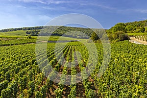 Typical vineyards near Clos de Vougeot, Cote de Nuits, Burgundy, France