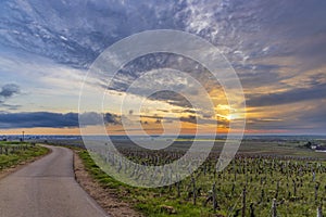 Typical vineyards near Clos de Vougeot, Cote de Nuits, Burgundy, France