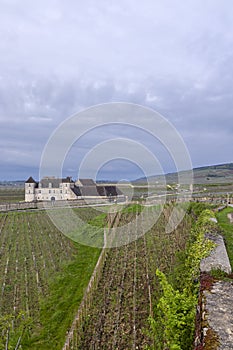 Typical vineyards near Clos de Vougeot, Cote de Nuits, Burgundy, France