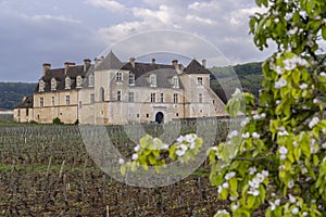 Typical vineyards near Clos de Vougeot, Cote de Nuits, Burgundy, France