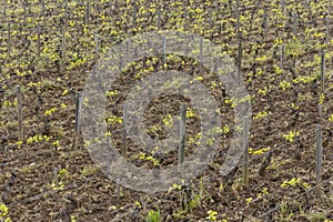 Typical vineyards near Clos de Vougeot, Cote de Nuits, Burgundy, France