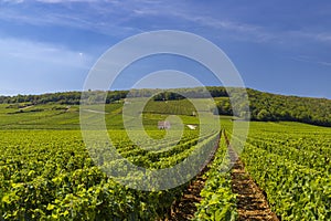 Typical vineyards near Clos de Vougeot, Cote de Nuits, Burgundy, France