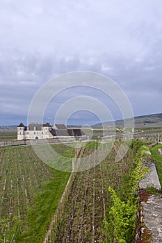 Typical vineyards near Clos de Vougeot, Cote de Nuits, Burgundy, France photo