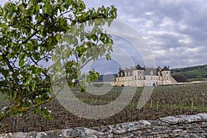 Typical vineyards near Clos de Vougeot, Cote de Nuits, Burgundy, France photo